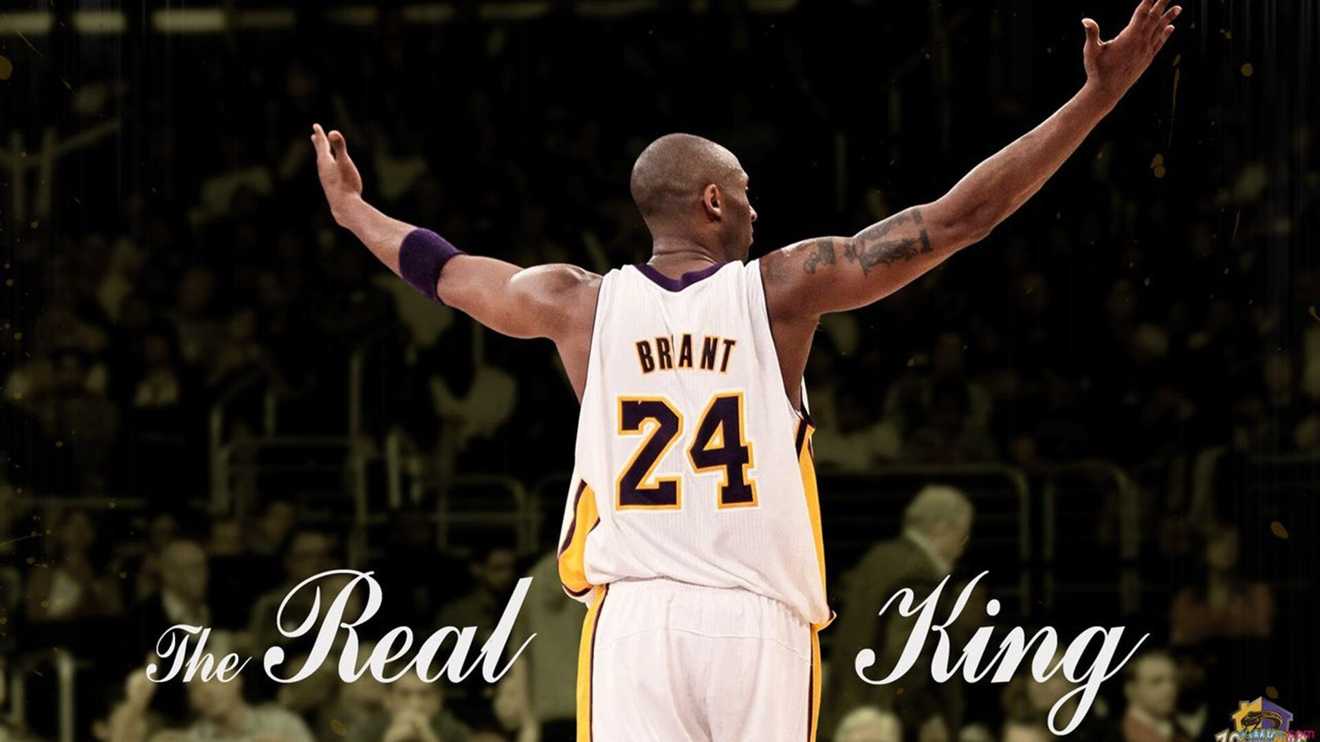 猛龙完胜深圳队，武切维奇高光表现引领全场